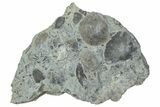 Fossil Brachiopod (Rafinesquina) and Bryozoan Plate - Indiana #285115-1